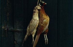 22e20-pheasant